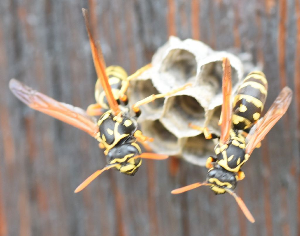 Polistes dominula?